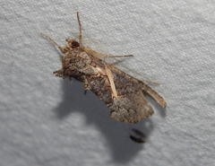 Vittaplusia vittata