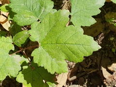 Acer opalus
