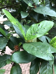 Burchellia bubalina