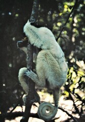 Propithecus verreauxi