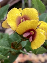 Bossiaea