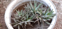 Haworthiopsis