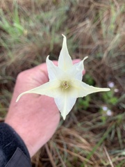 Gladiolus longicollis