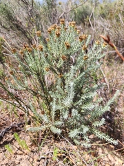 Oedera fruticosa