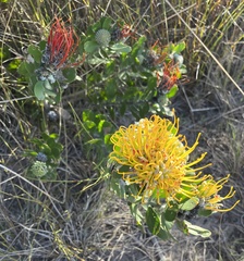Leucospermum praecox