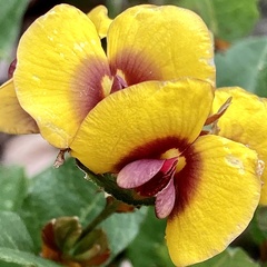 Bossiaea