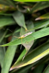 Reduviidae