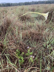 Gladiolus longicollis