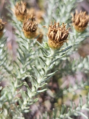 Oedera fruticosa