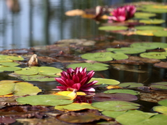 Nymphaea × marliacea