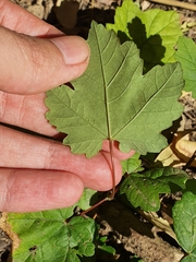 Acer opalus