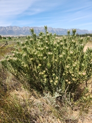Leucadendron lanigerum lanigerum