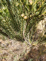 Leucadendron lanigerum lanigerum