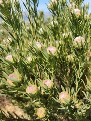 Leucadendron lanigerum lanigerum