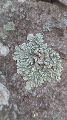 Flavoparmelia soredians