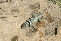 Sceloporus poinsettii