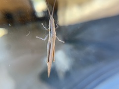 Leptysma marginicollis