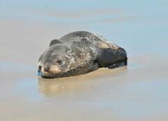 Arctocephalus
