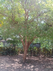 Plinia cauliflora