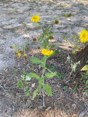 Heterotheca subaxillaris