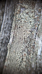 Lecanora laxa