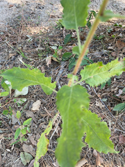 Heterotheca subaxillaris