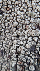 Lecanora laxa