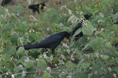 Quiscalus major