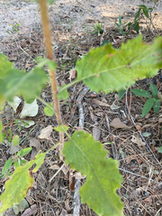 Heterotheca subaxillaris