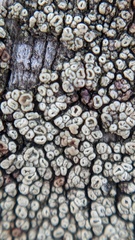 Lecanora laxa