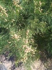 Baccharis salicina