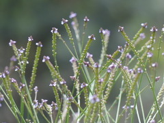 Verbena litoralis