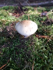 Amanita junquillea