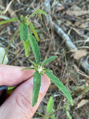 Croton glandulosus