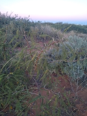Prosopis glandulosa