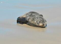 Arctocephalus