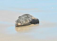 Arctocephalus