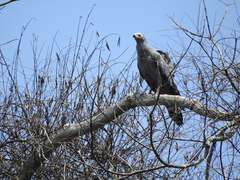 Polyboroides typus