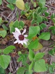 Dimorphotheca fruticosa