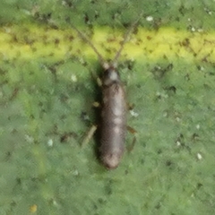 Tomocerinae