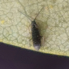 Tomocerinae