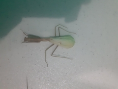 Stagmatoptera binotata