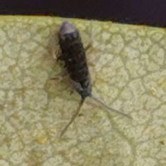 Tomocerinae