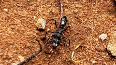 Paltothyreus tarsatus