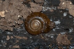 Aegopinella nitidula