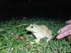 Hoplobatrachus chinensis
