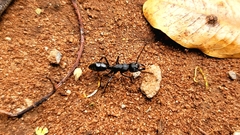 Paltothyreus tarsatus