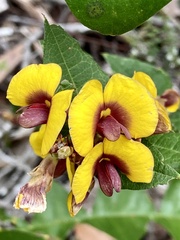 Bossiaea