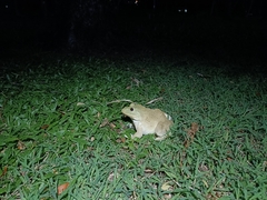Hoplobatrachus chinensis