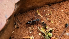 Paltothyreus tarsatus